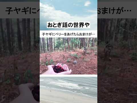 なんて可愛いおまけなんだ