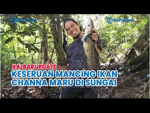 Keseruan Mancing Ikan Channa Maru di Kapuas Hulu