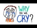 Understanding Tears: Biological and Emotional Insights