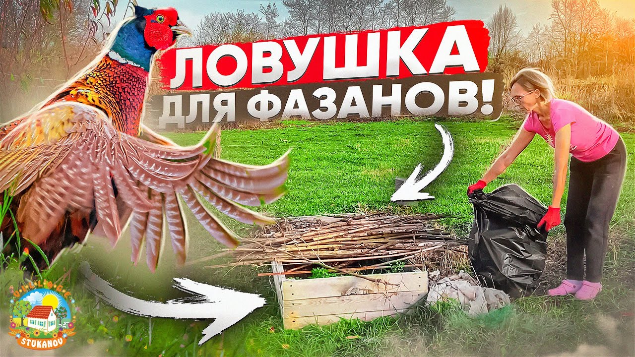 На хутор вернулась хозяйка и захотела поймать фазана!