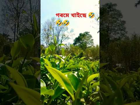 সূৰ্য দেৱতাৰ মৰম🤣😭😭#minivlog #shorts #hits