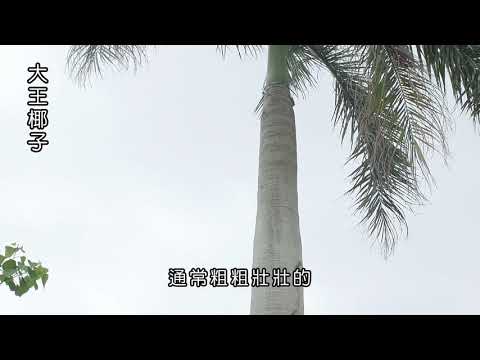  植物的莖- YouTube