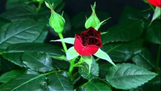Max Go & Chris Lawr feat. Cami Bradley - Captivated (Jonathan Gering Remix)
