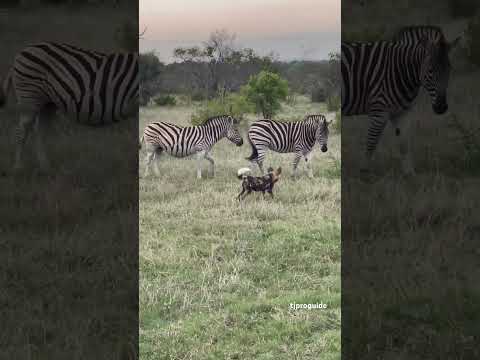 Painted Wolves Trying to Catch Zebra @serondella_safarilodge