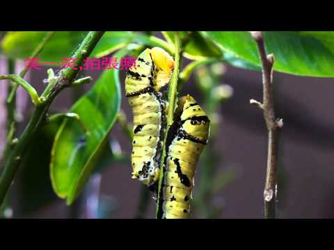 第六屆自然生命印象「自然地圖」短片徵選  鳳蝶來的季節  陳啟瑞 - YouTube