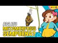Metamorfosis Sempurna pada Hewan