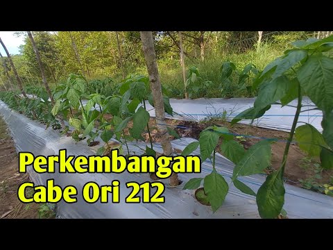 kondisi terkini cabe ori212