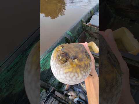 Ikan buntal sungai #fishing #patehinte