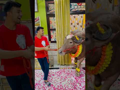 Ye jhotta hai mere yaar …..#reaction #cow #shorts #viral