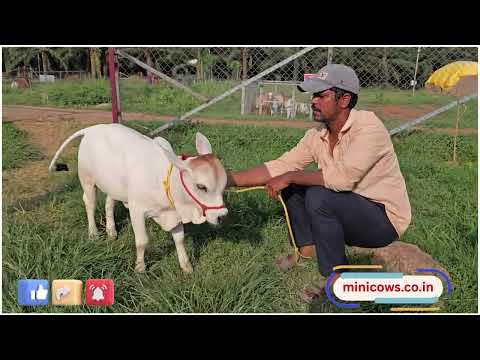 Nadipathy Goshala Yeleswaram | Dr. P. Krishnam Raju | #youtube #animals #cow #yt #cow #punganur