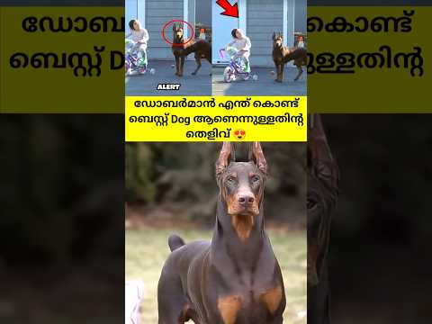 ഡോബർമാൻ എന്ത് കൊണ്ട് ബെസ്റ്റ് ഡോഗ് ആണെന്നുള്ളതിന്റ തെളിവ് 😍 Doberman Facts in Malayalam #facts