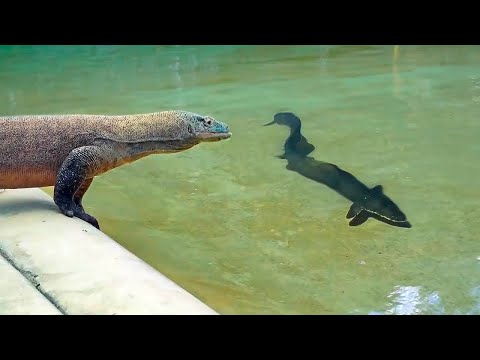 When Animals Messed With The Wrong Opponent !