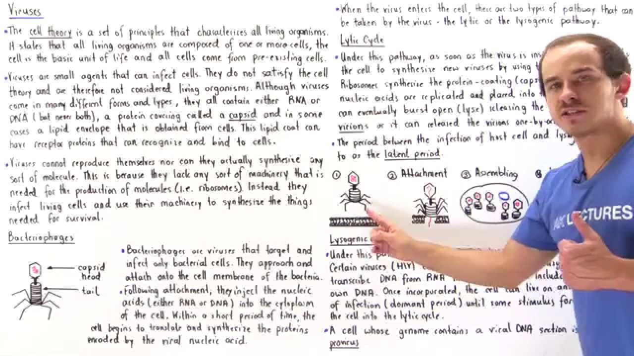 Viruses, Lytic Cycle and Lysogenic Cycle