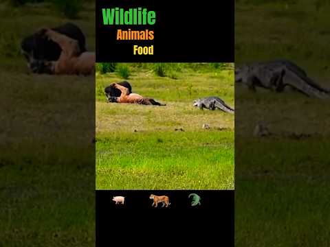 Tiger Khud Shikar Hote Bacha #wildlife #shorts #animals #safari #nationalpark #tiger #trending #yt