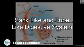 Sack Like and Tube Like Digestive System