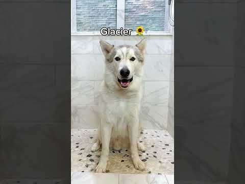 Which dog is your favorite? ๐งผ #dogsofyoutube #dogbath
