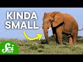 Understanding Dinosaur and Mammal Sizes