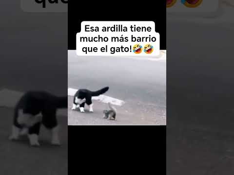 Esa ardilla 🐿️ tiene más barrio que el gato JAJA 🤣