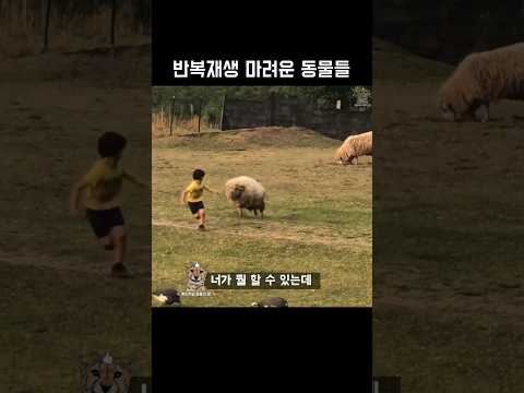 반복재생 마려운 동물들