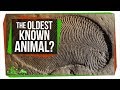 Bird Vocal Organs and Evolution