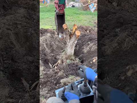 Корчевание деревьев #экскаватор #excavator #ремонт #дом #дача #ремонт