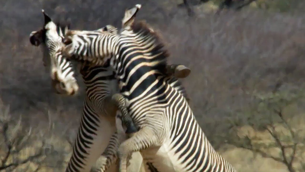 Epic Zebra Fight For Mate Africa BBC Earth
