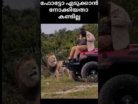 le സിംഹം : ചേട്ടാ ഇവിടെ ഇവിടെ 🙂😂  ##trendingshorts #kannur #lion #funnyshorts