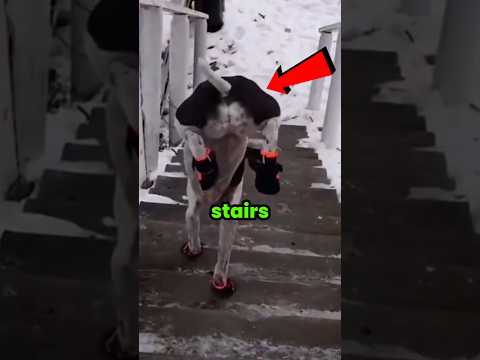 Dogs Hate Stairs ๐