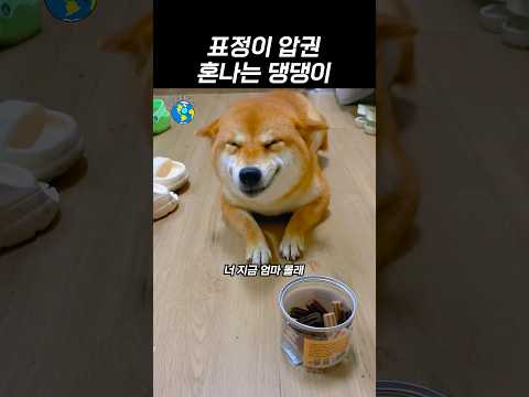 혼날때마다 웃는 댕댕이