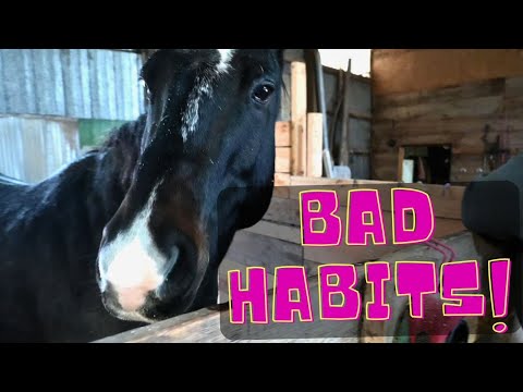 Our HORSE Has This ONE Annoying BAD Habit!