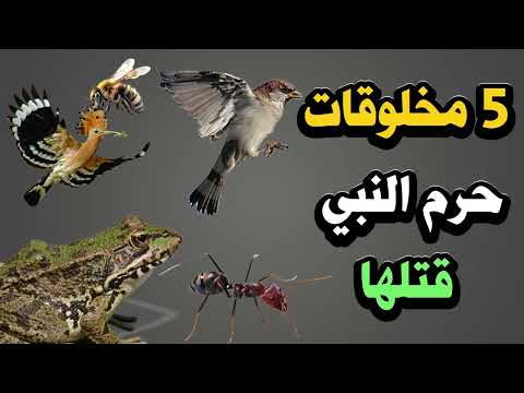 خمسة 5 مخلوقات حرم النبي ﷺ..إياك ان تقترب منها !!