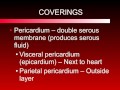 Cardiovascular System Concepts