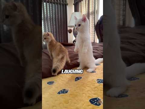 How To Introduce Your Cat To A New Baby 🍼
