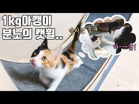 합사 첫날 언니들에게 깝치다 뚜까맞고 분노의 캣휠 타버린 아기고양이