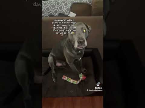 it's a sign #dog #cute #funny