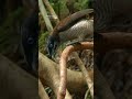 Musikkvideo Quiz