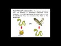 Ecosystem Roles and Food Chains