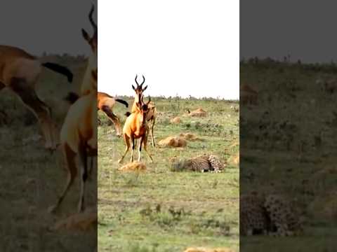 cheetah hunts baby sable antelope front of mother #animals #antelope #cheetah