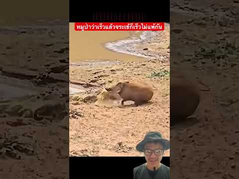 หมูป่าว่าเร็วแล้วแต่จระเข้ก็เร็วไม่แพ้กัน