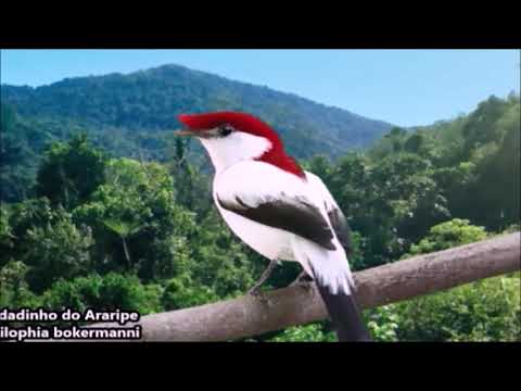 SOLDADINHO DO ARARIPE EM SEU HABITAT ACASALANDO