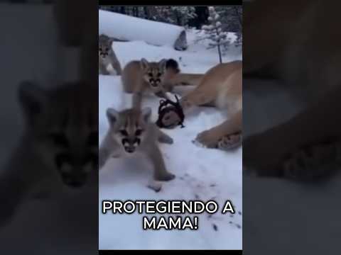 Ayudó a una puma moribunda… días después volvió y nadie estaba preparado