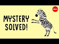 Zebra Domestication and Adaptations