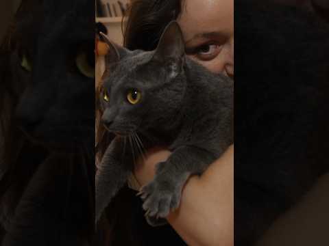 Je fais comme si j’avais pas vue mon chat #cat #cute #catlover