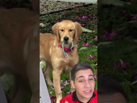 ‼️GOLDEN VS CALANGO‼️ #cachorro #caes #pets #animaisengraçados #animaisdeestimação #goldenretriever