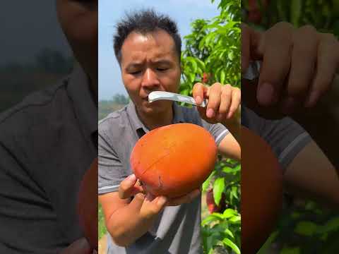 maior cultivador de mangas  #agricultura