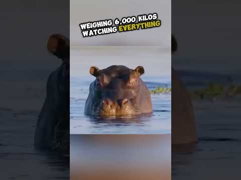 crocodile regrets attacking hippo #shorts #hippo #revenge
