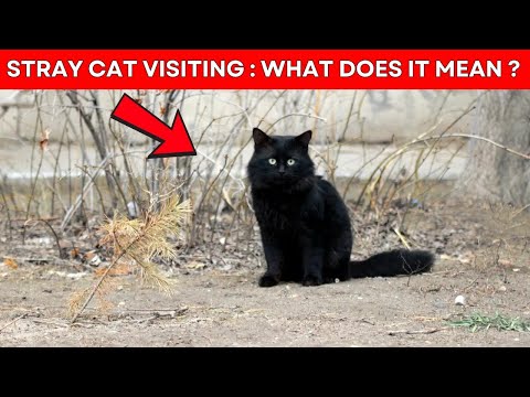 SPIRITUAL meaning of a STRAY cat  Visiting Your Home