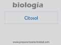 Cytosol Functions and Characteristics