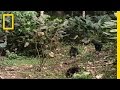 Bonobo Social Structure and Behavior