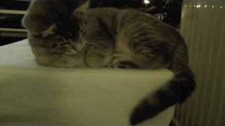 Hilda the cat - Christmas kitten